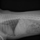 광교호수 동물병원 이미지