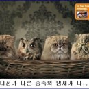 미운오리새끼 이미지