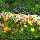 아네모네 이미지