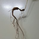 한일농장 Daum카페