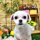 이쁘개귀엽개 이미지