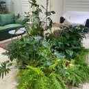 브로시스 이미지