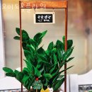 오이도플라워