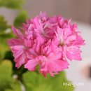 오늘더빛나개 이미지