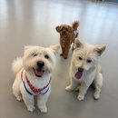 들어오시개 | 천안 하랑이랑 애견카페 방문 후기! 지순이 & 꿀떡이의 신나는 실내 우다다 타임 🐶✨