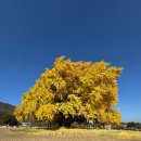 자연담은 | 원주 반계리 은행나무 당일치기, 문막 맛집 자연을 담은 두부 후기