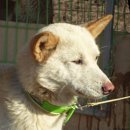 똥강아지 이미지