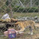 백두정비 | 백두대간 가든 하이킹: 봉화 가볼만한 곳/호랑이숲