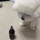 서진기업 강아지간식소 | 강아지 미스트 '리꼬르소 실키 미스트' 내돈내산 사용 후기｜강아지보습제 엉킨털관리