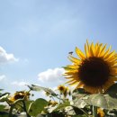 해바라기의꿈 이미지