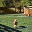 벨리독 | 반려견 전용 대형 잔디 운동장이 있는 동두천 애견놀이터 벨리독 방문 후기