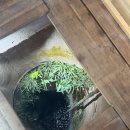 행복나무민박 이미지