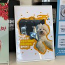 아야진동물병원 | (고성 오션뷰카페) 사이코지만괜찮아 촬영지 아야진 카페 시크릿블루