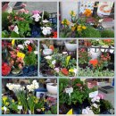 개풍농장 | 경작 일기 (2022 상반기, 다년생 나물_머위ㆍ도라지 등ㆍ과채류_토마토ㆍ딸기 등, 장미ㆍ작약ㆍ조롱박...