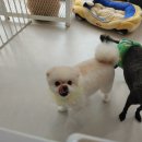 니니 애견 미용실 이미지