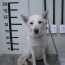 씽크독스쿨 이미지