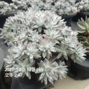 대동화원 이미지