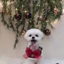 허그퍼피 이미지