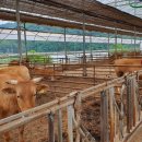 목동한우농장 이미지