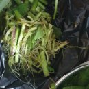 인태 | 농라 <정선엄인태> 생곤드레 4.4kg 후기