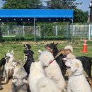 선산대로-14 이미지