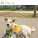 워킹페코 이미지