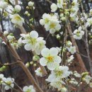 산중농원 이미지