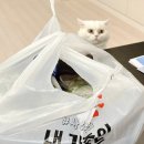아라족발 | 제주도 아라동 흑돼지 족발 맛집, 아라족발 포장 후기