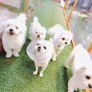 몽이네 맡겨보시개 이미지