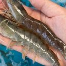 팡팡마트 이미지