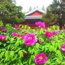 모란이피기까지 이미지