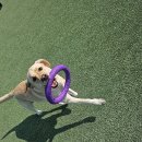 레오나르독 이미지