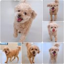 놀러오개 애견유치원 애견호텔 북위례 하남점 | 프로그램이 있는 하남 애견호텔 놀러오개