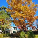 아이엠포레스트