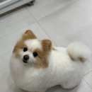 오구오구 펫살롱 이미지