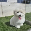 꼬똥켄넬 | 꼬똥 드 툴레아 분양 후기 - 복동이 데려온 날과 첫날 적응 기록 feat. 어썸테일즈