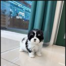 이정훈 강아지 이미지