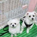 짱구네동물병원 이미지