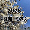 삼방시장입구 | 2026 김해 목련숲 개화 현황 및 주차 꿀팁 (3월24일 실시간!!)
