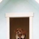 올리브 애견 이미지