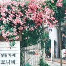 보니비