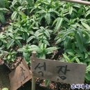 송씨네농장 이미지