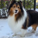 소노펫 뷰티 이미지