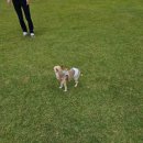 애견랜드 이미지