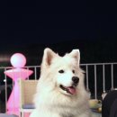 늘 사랑스럽개 이미지