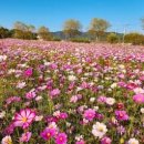 조정서원 | 논산 돈암서원 코스모스 여행 코스 가이드
