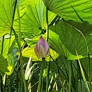 연꽃펜션 이미지