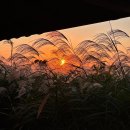 싱잉볼 명상 | 서울 가볼만한곳 하늘공원 억새축제 싱잉볼 명상 후기