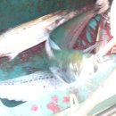 방어진낚시 이미지