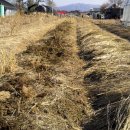 시골닭 농장 이미지